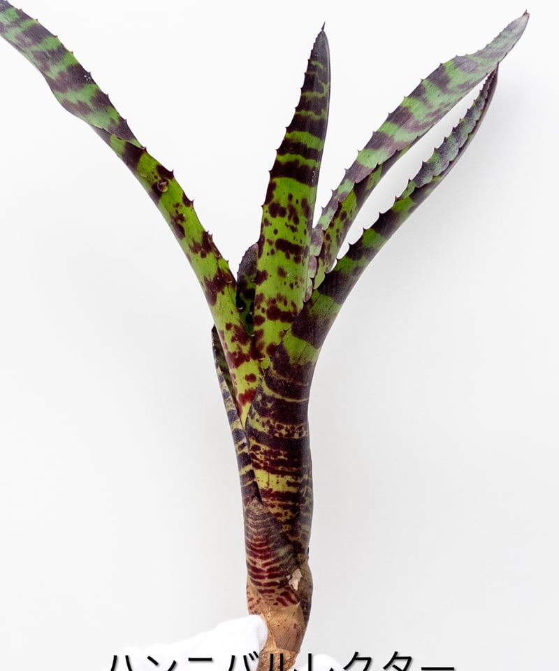 そ】ネオレゲリア ハンニバルレクター Hannibal Lecter | 村長の直売所