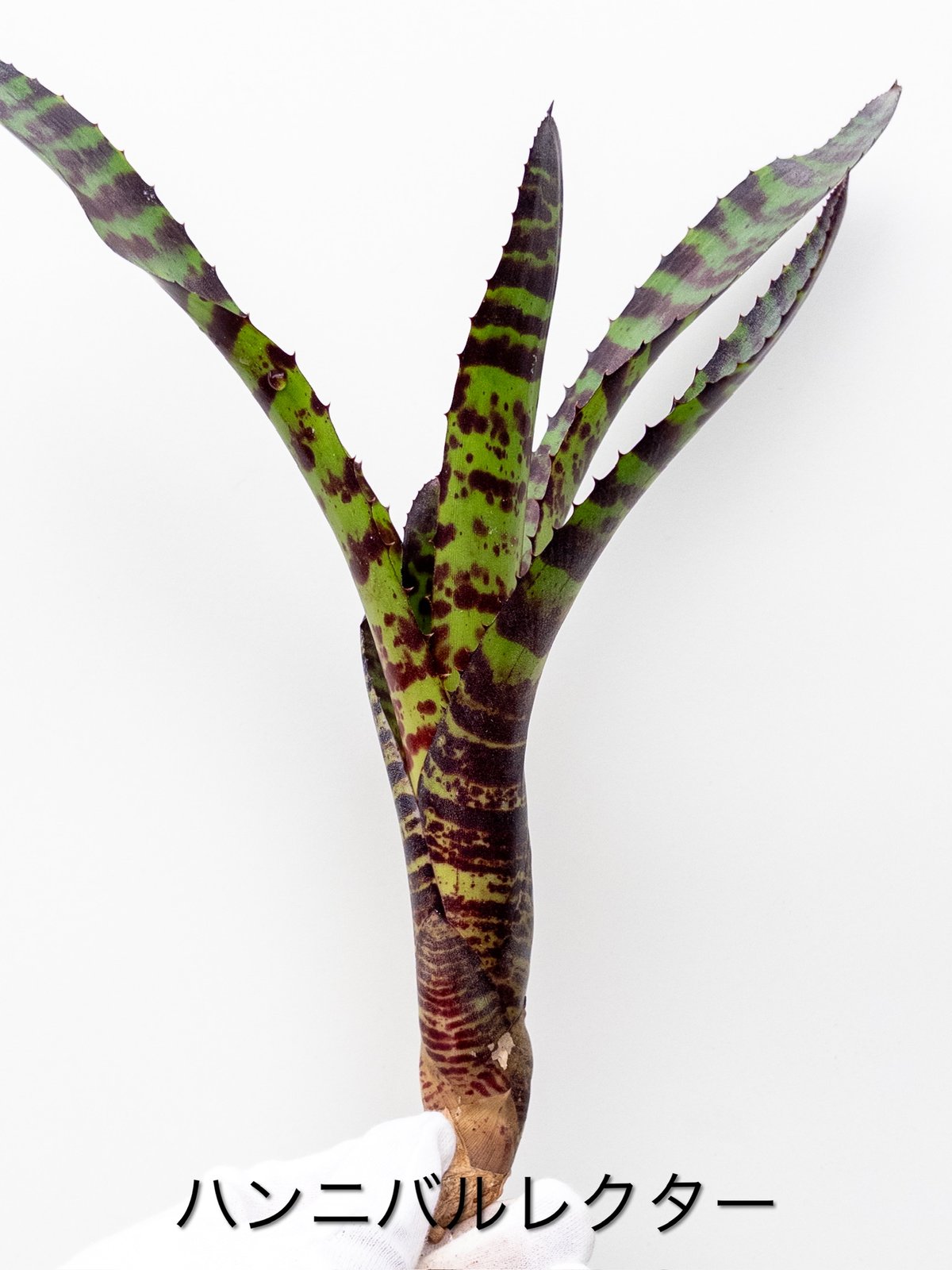 そ】ネオレゲリア ハンニバルレクター Hannibal Lecter | 村長の直売所