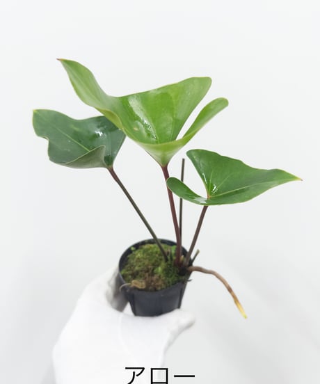 CATEGORY Plants | 村長の直売所
