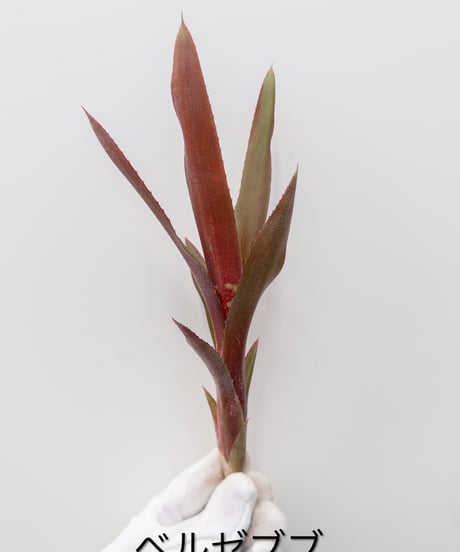 CATEGORY Plants | 村長の直売所