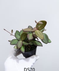 3】ビカクシダ 広葉 | 村長の直売所