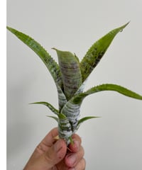 て】ホヘンベルギア カティンガエ | 村長の直売所