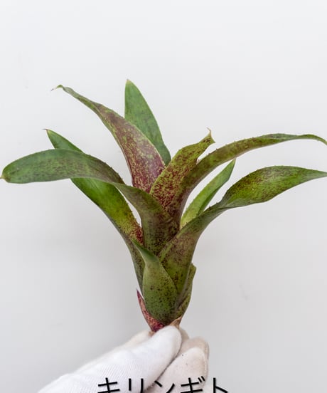 CATEGORY Plants | 村長の直売所