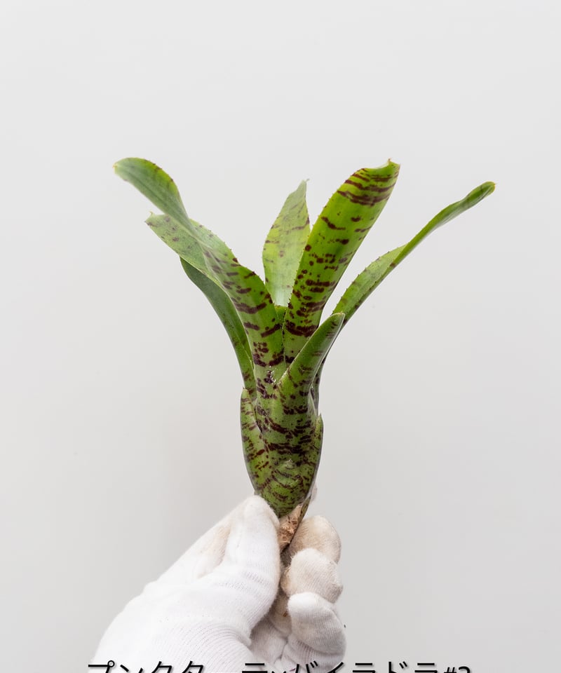 か】ネオレゲリア プンクターテxバイラドラ #3 Punctate Bailadora |