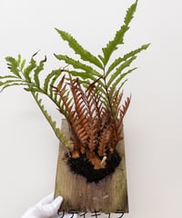 9】ビカクシダ モリフィー2（仮名） | 村長の直売所