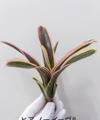 村長の直売所 ビカクシダ モリフィー2 仮名 村長の直売所 ビカクシダ