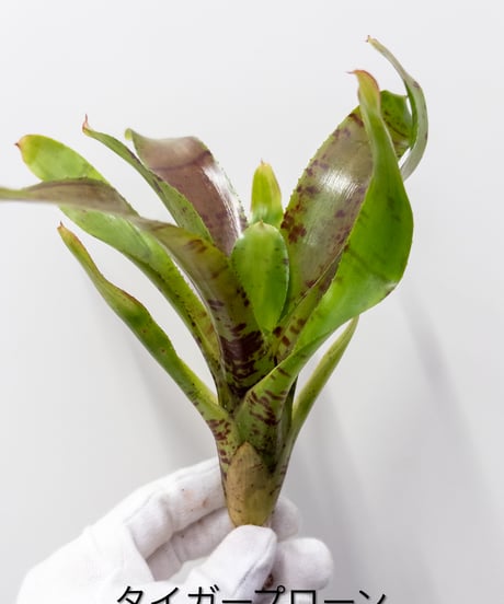 CATEGORY Plants | 村長の直売所