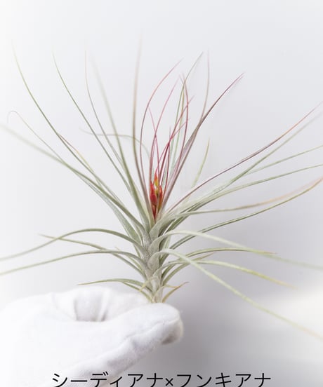 に*ぇ様 【希少】ティランジア・ロゼイフローラ☆村長の直売所# に*ぇ様 【希少】ティランジア・ロゼイフローラ☆村長の直売所# に*ぇ様 【