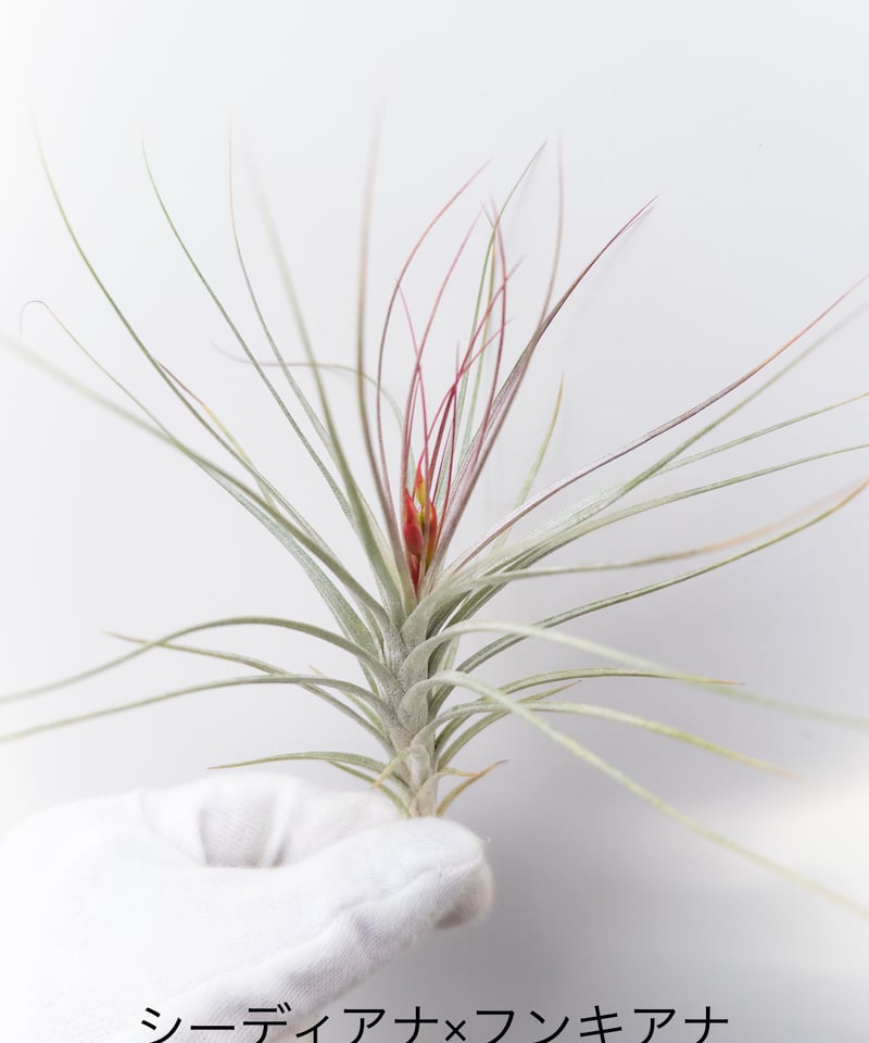 1】ティランジア シーディアナxフンキアナ 花芽付 | 村長の直売所
