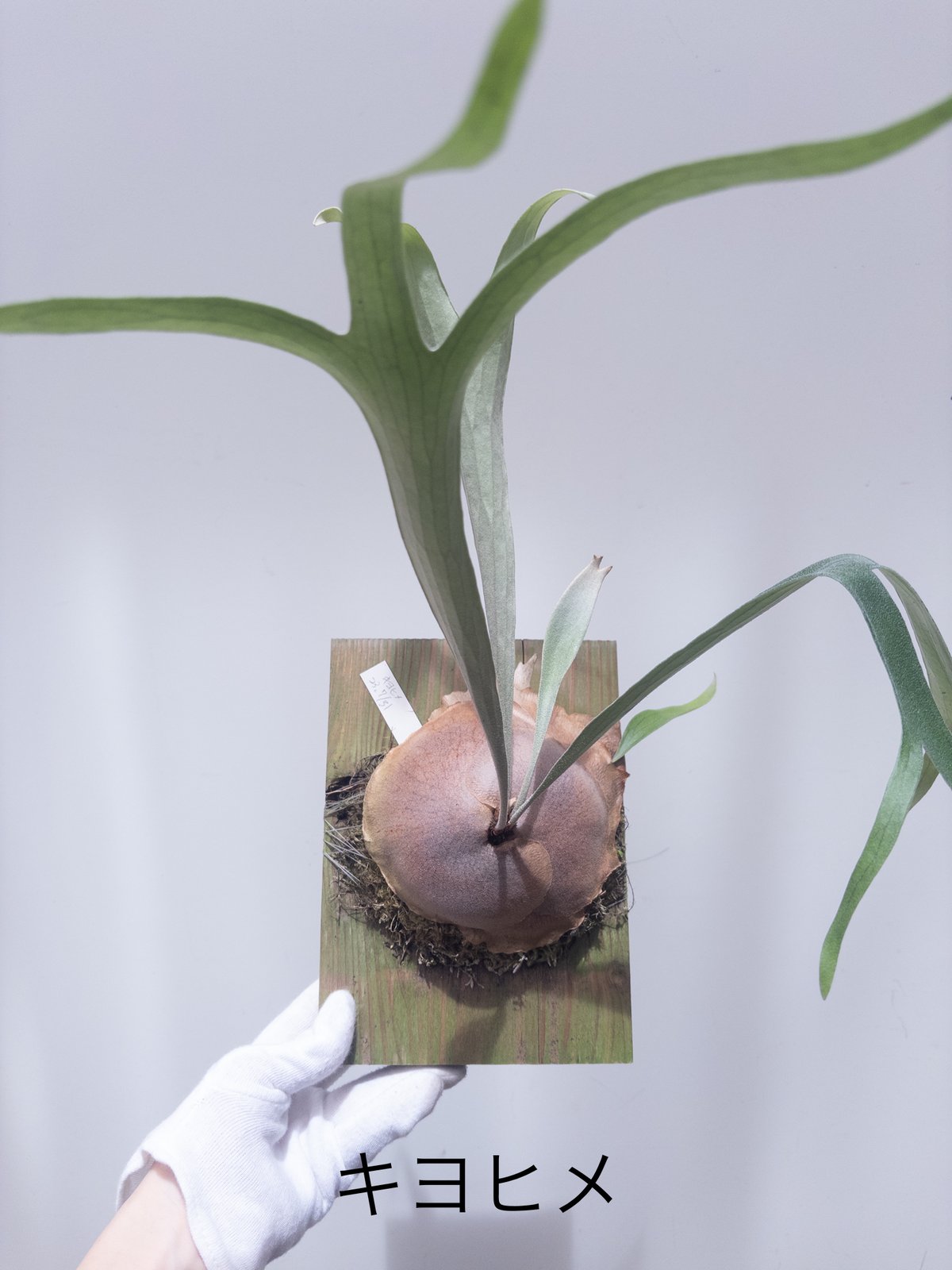 3】ビカクシダ キヨヒメ※送料高い | 村長の直売所