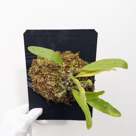 CATEGORY Plants | 村長の直売所