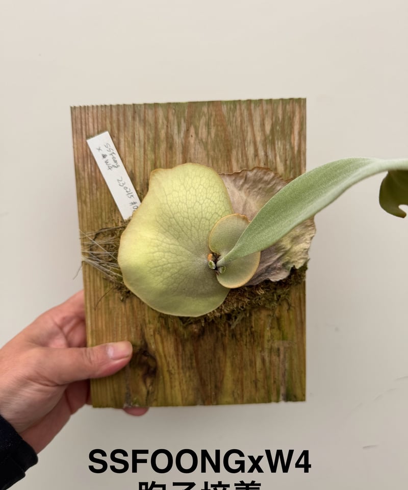 ふ】ビカクシダ 胞子培養 ssFoong x W4 | 村長の直売所