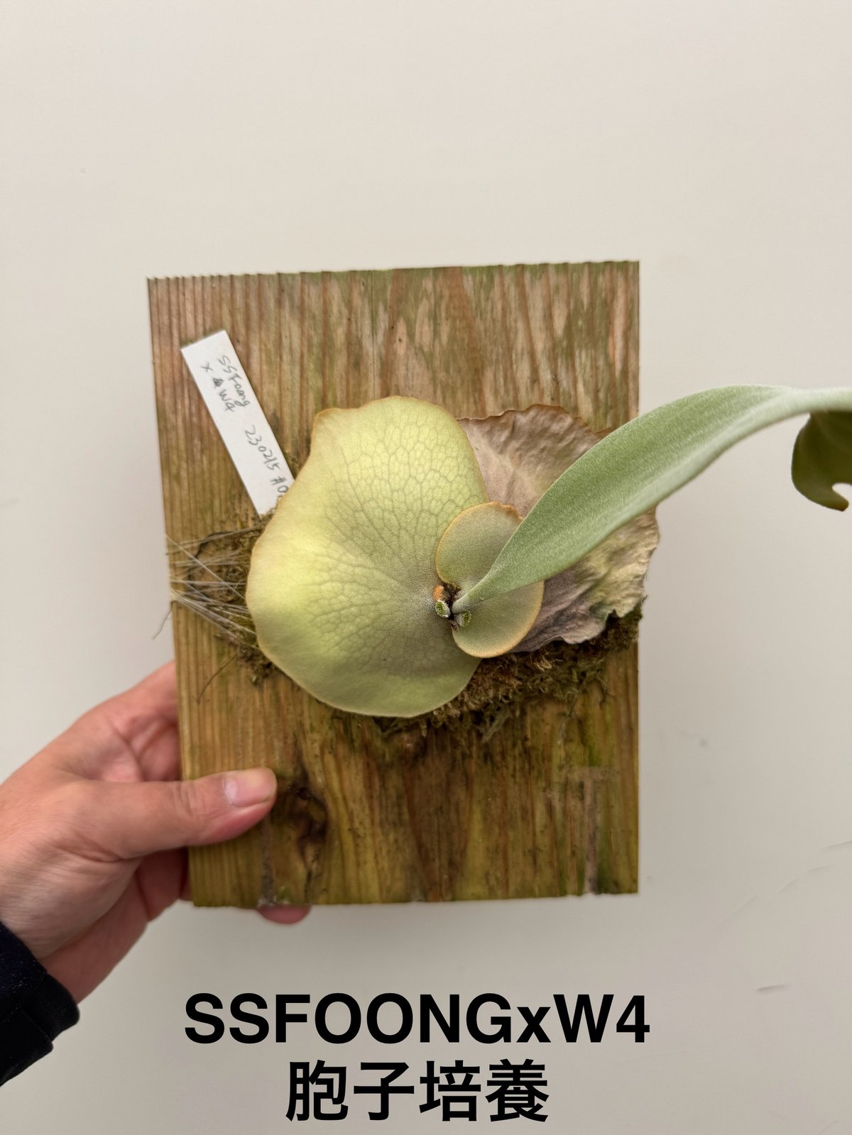 ふ】ビカクシダ 胞子培養 ssFoong x W4 | 村長の直売所