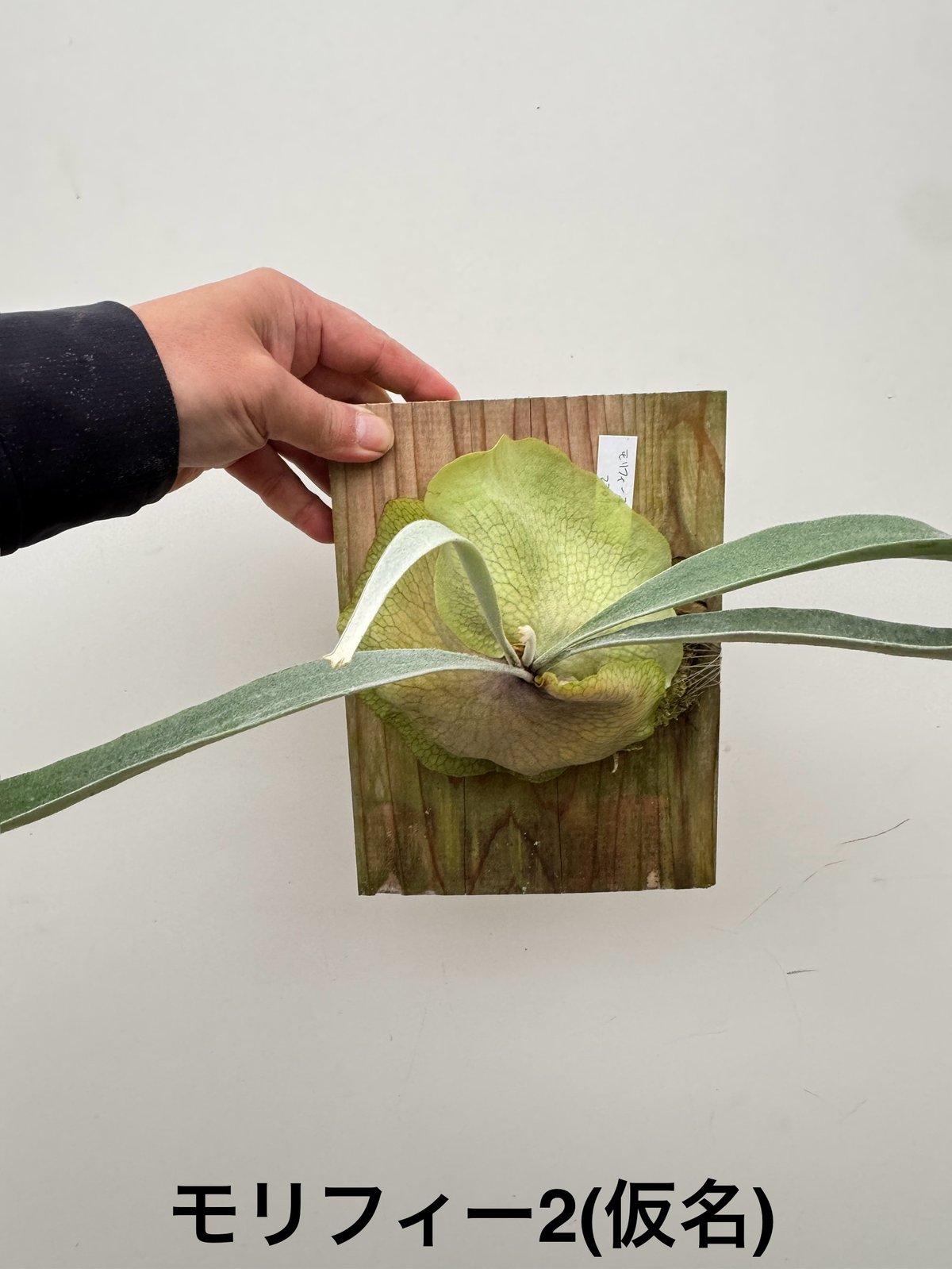 村長の直売所　ビカクシダ モリフィー2 仮名 村長の直売所 ビカクシダ モリフィー2 仮名 ビカクシダ モリフィー2