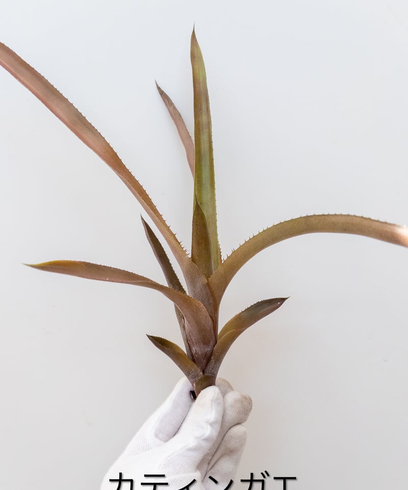 て】ホヘンベルギア カティンガエ | 村長の直売所