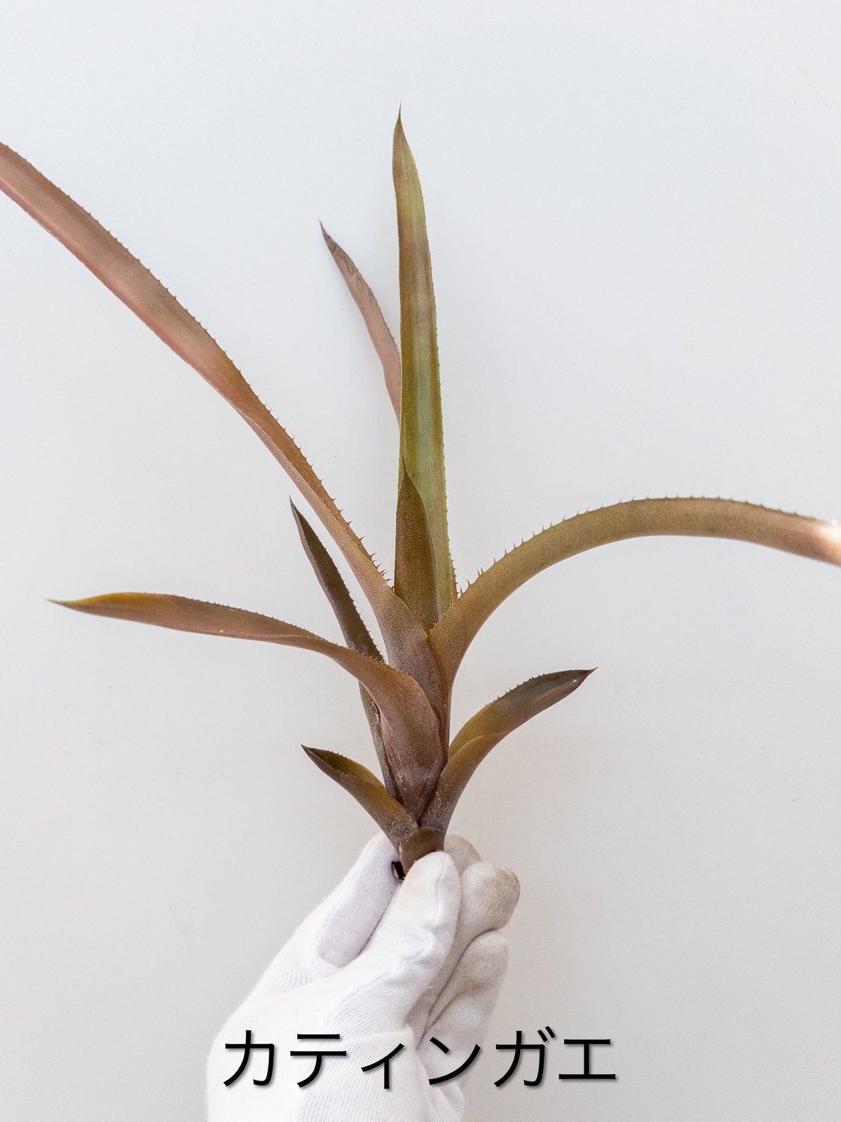 レア‼️ホヘンベルギア カティンガエ 10bb0f059e2c91bcd25cf86fdd4561