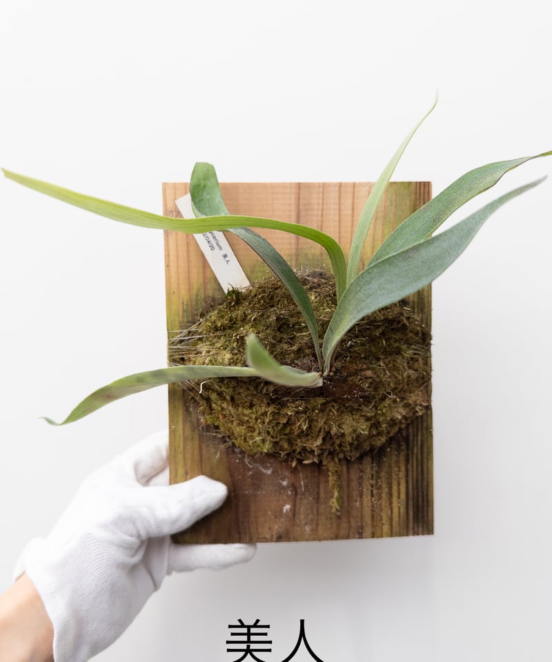 13】ビカクシダ 美人 | 村長の直売所