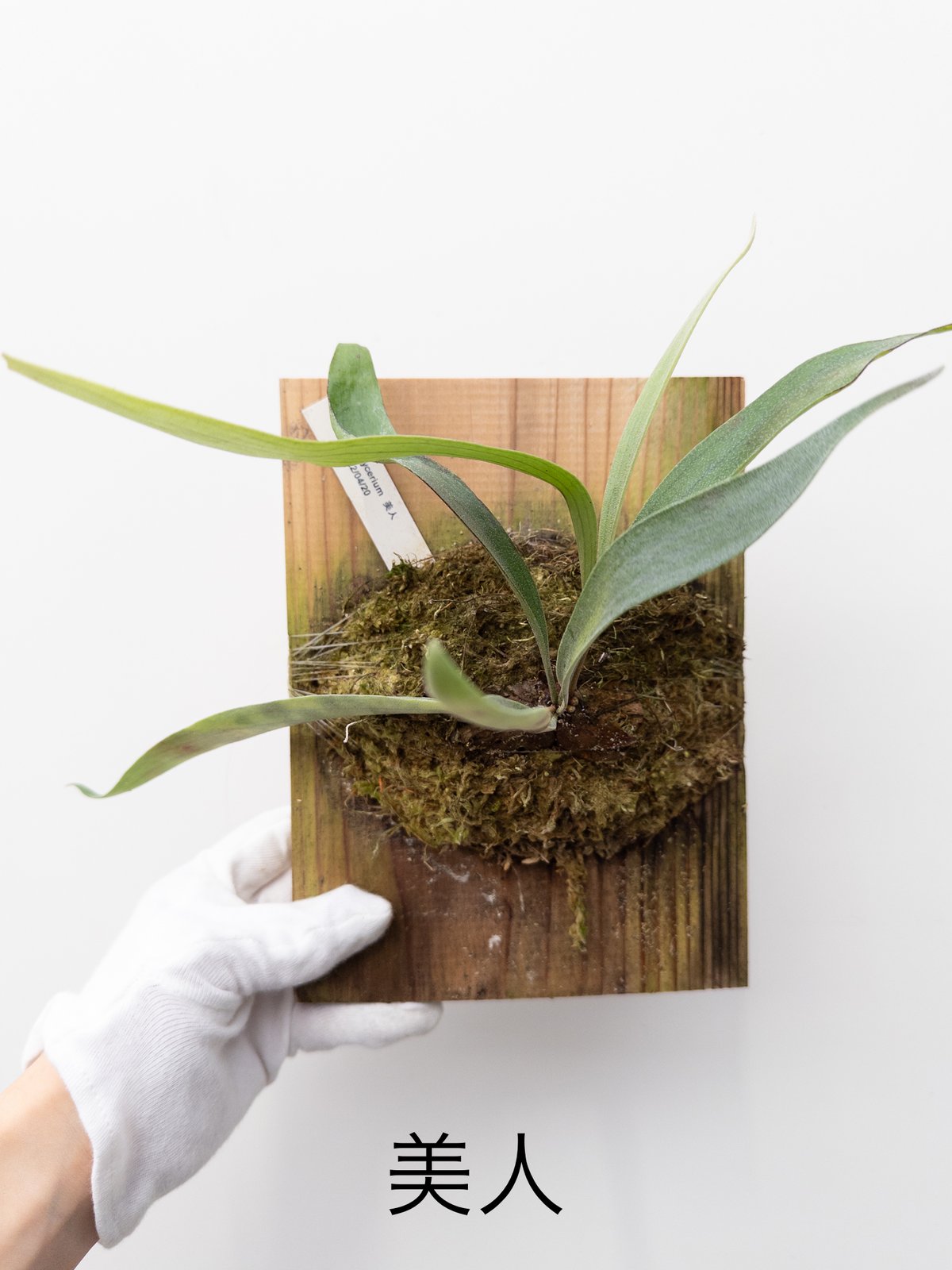 13】ビカクシダ 美人 | 村長の直売所