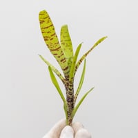 【ゆ】ネオレゲリア イエローゼブラ  Yellow Zebra ※カット苗　・細くて華奢で海辺が好きそうなやつ