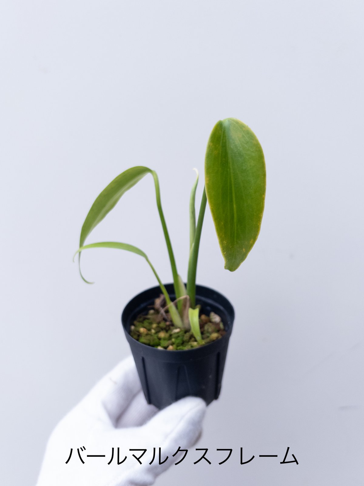 モンステラ　バールマルクスフレーム　2株立ち モンステラ バールマルクスフレーム 2株立ち - メルカリ