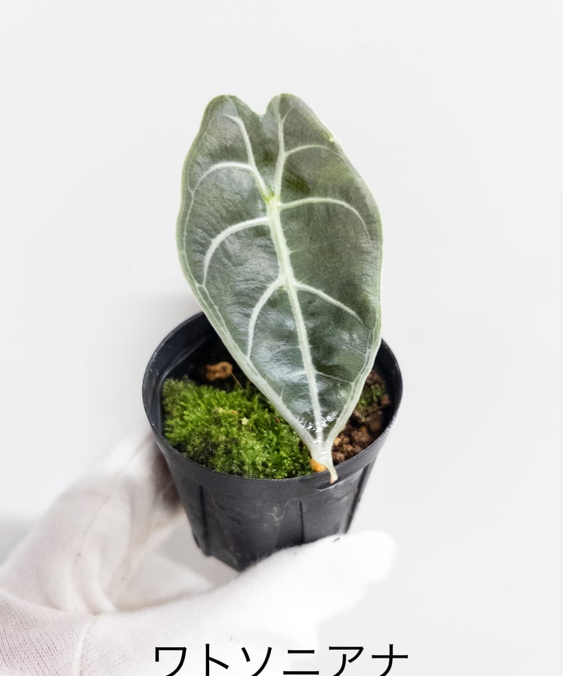 11】アロカシア ワトソニアナ watsoniana 2寸 | 村長の直売所