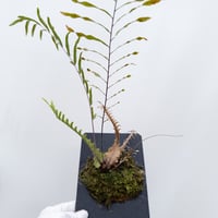 33】ドリナリア クエルシフォリア 斑入り PBP □黒ラベル□ ◇送料高い