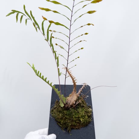 CATEGORY Plants | 村長の直売所
