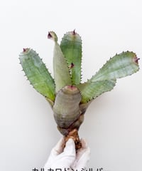 て】ホヘンベルギア カティンガエ | 村長の直売所