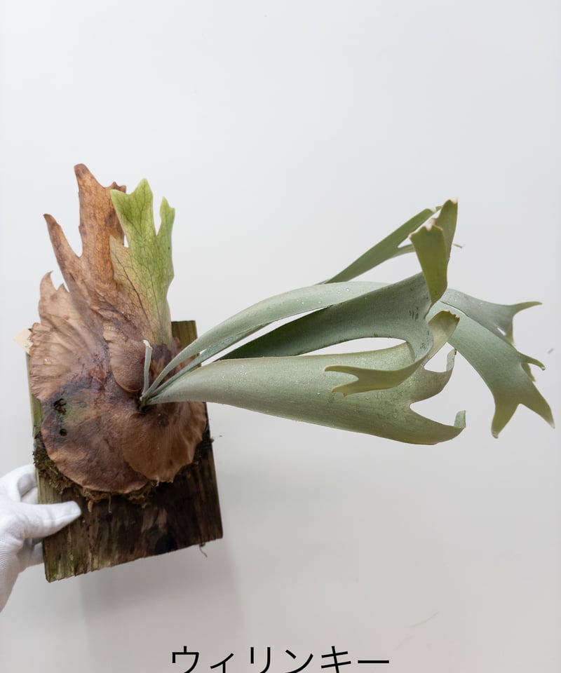 A】ビカクシダ ウィリンキー 胞子培養 ※送料高い | 村長の直売所