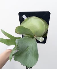 き】ビカクシダ ぴょん吉 PBP | 村長の直売所