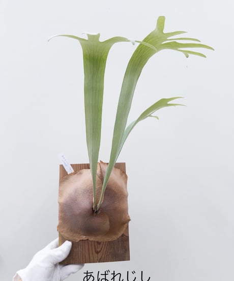 CATEGORY Plants | 村長の直売所