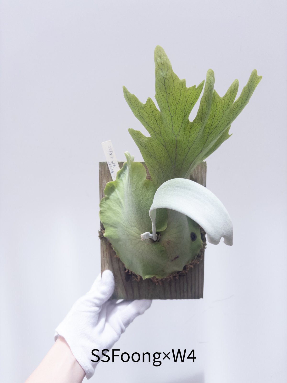 3】ビカクシダ 胞子培養 (ssFoong x W4) | 村長の直売所