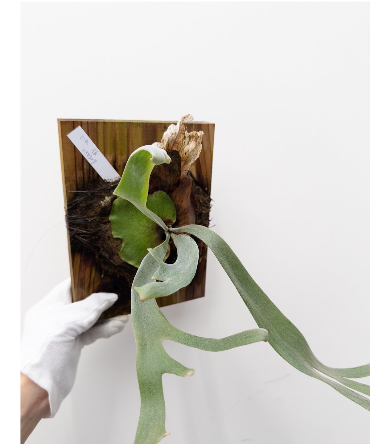 18】ビカクシダ ジロー（仮名） | 村長の直売所