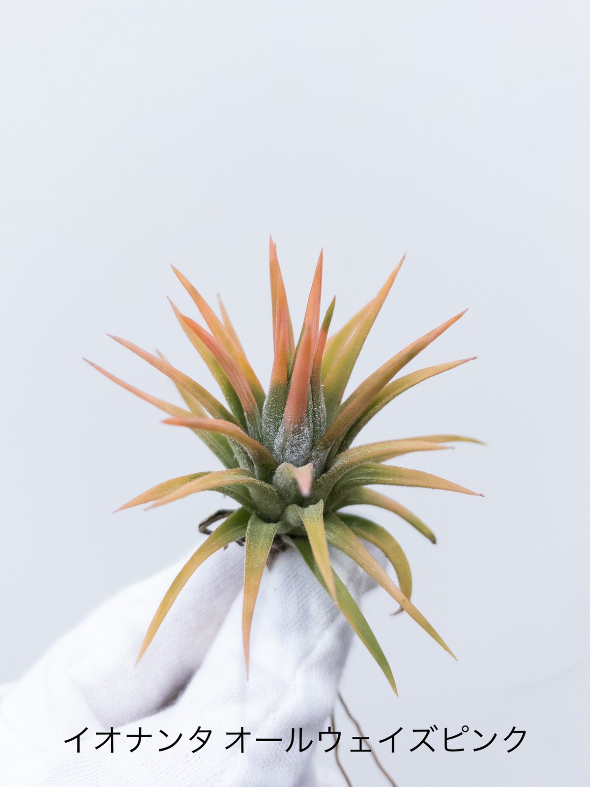 6】ティランジア ionantha 'Always Pink' イオナンタ オールウェイズピ