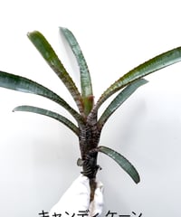 18】ビカクシダ (ドルモンド 広葉) 胞子培養 | 村長の直売所