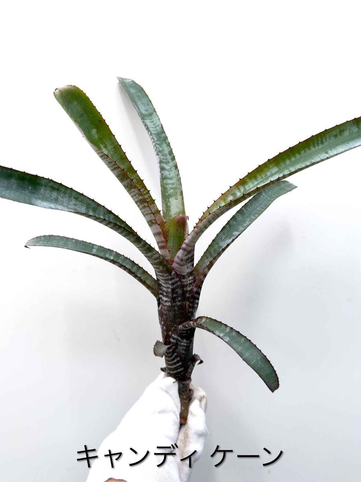 み】エクメア キャンディケーン Candy Cane 徒長 | 村長の直売所