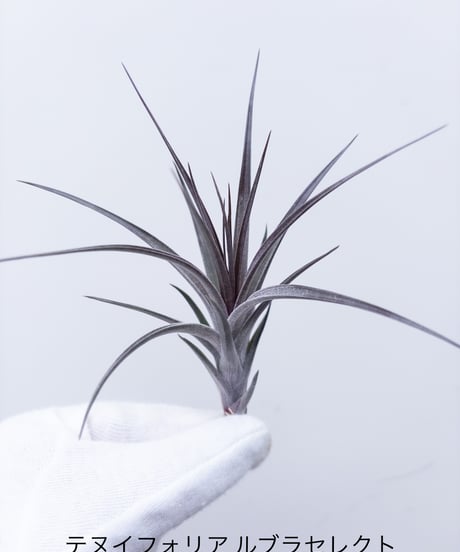 ビカクシダ MW9 タグ付き 村長の直売所 ビカクシダ MW9 タグ付き 村長の直売所