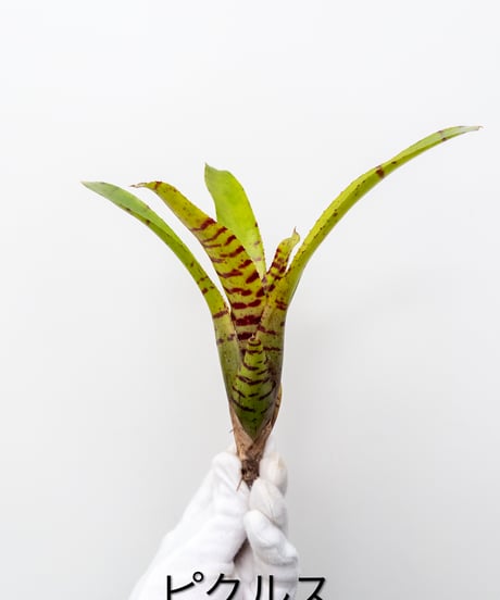 CATEGORY Plants | 村長の直売所