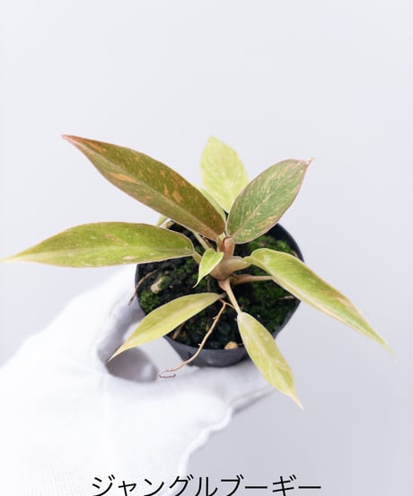 に*ぇ様 【希少】ティランジア・ロゼイフローラ☆村長の直売所# に*ぇ様 【希少】ティランジア・ロゼイフローラ☆村長の直売所