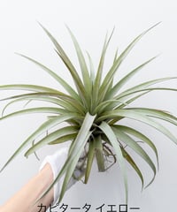 S】ティランジア カウツキー kautskyi | 村長の直売所