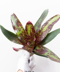 6】ティランジア ionantha 'Always Pink' イオナンタ オールウェイズピ