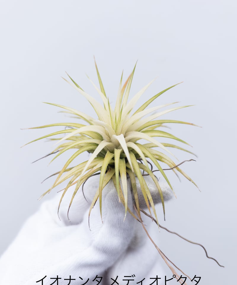u*a様 ティランジア イオナンタ メディオピクタ か】ティランジア メディオピクタ ionantha 'Mediopicta' ※4/27以