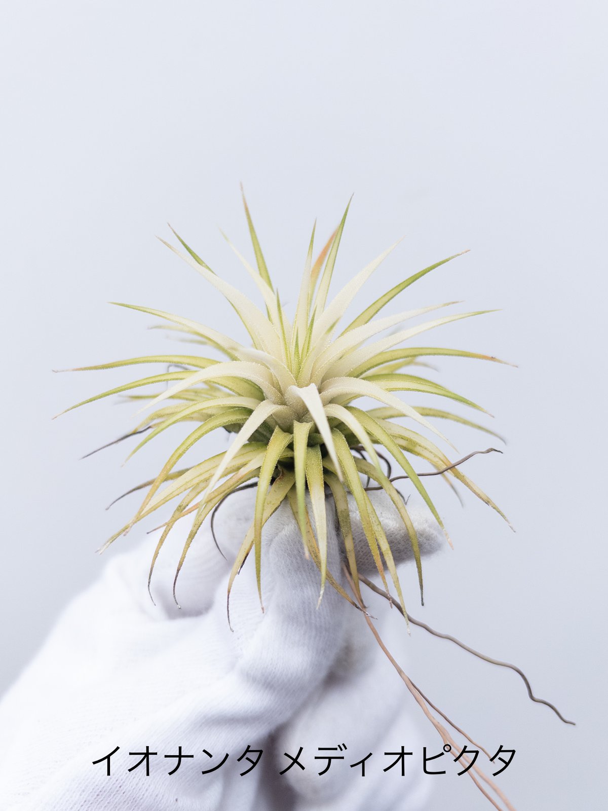 か】ティランジア メディオピクタ ionantha 'Mediopicta' ※4/27以