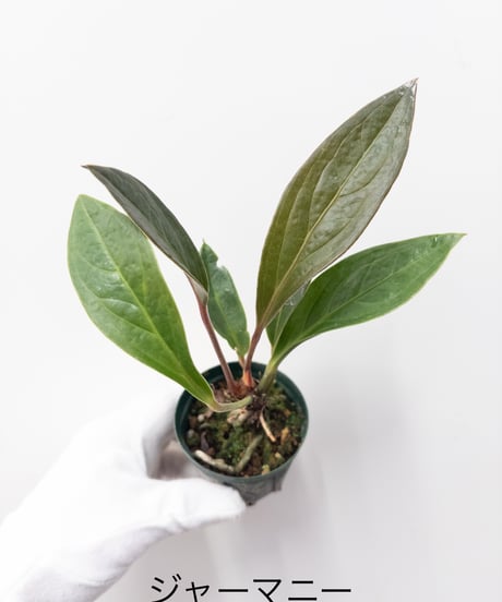 ビカクシダ MW9 タグ付き 村長の直売所 ビカクシダ MW9 タグ付き 村長