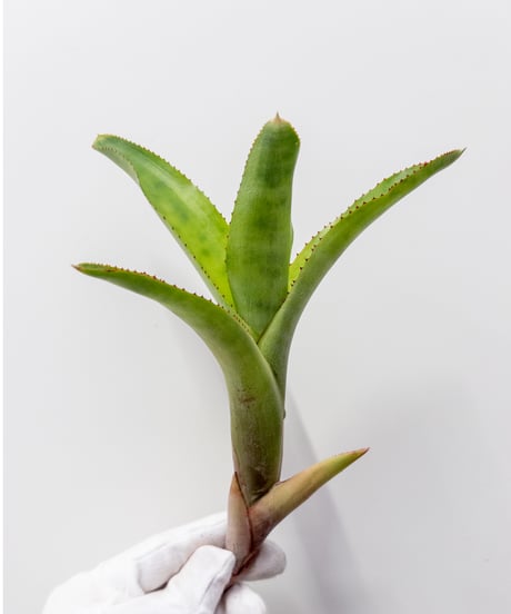 CATEGORY Plants | 村長の直売所