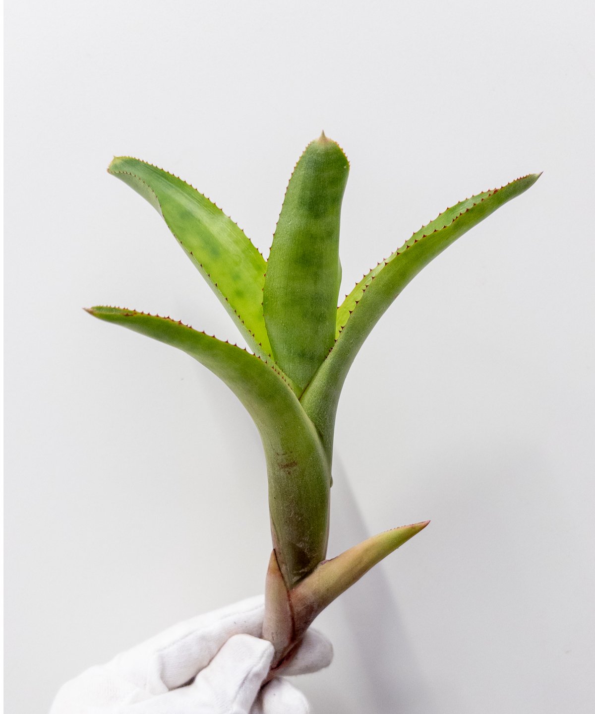 珍奇植物 コミフォラ・エルランゲリアナ／cf. エリトラエア　鉢のまま発送 と】ネオレゲリア エルトニアナ eltoniana #2 Harry Luther L