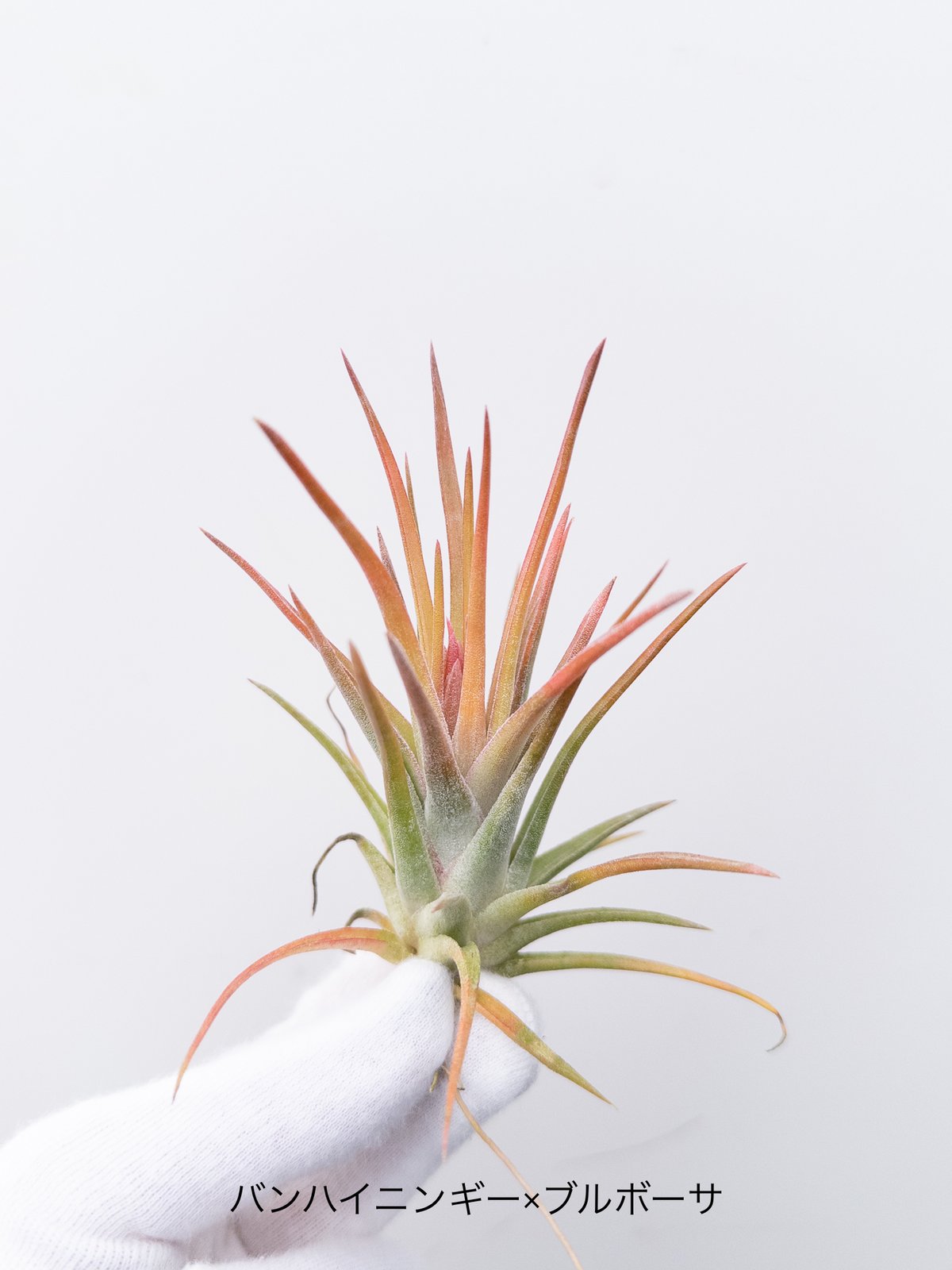 C】ティランジア vanhyningii×bulbosa バンハイニンギー×ブルボーサ |