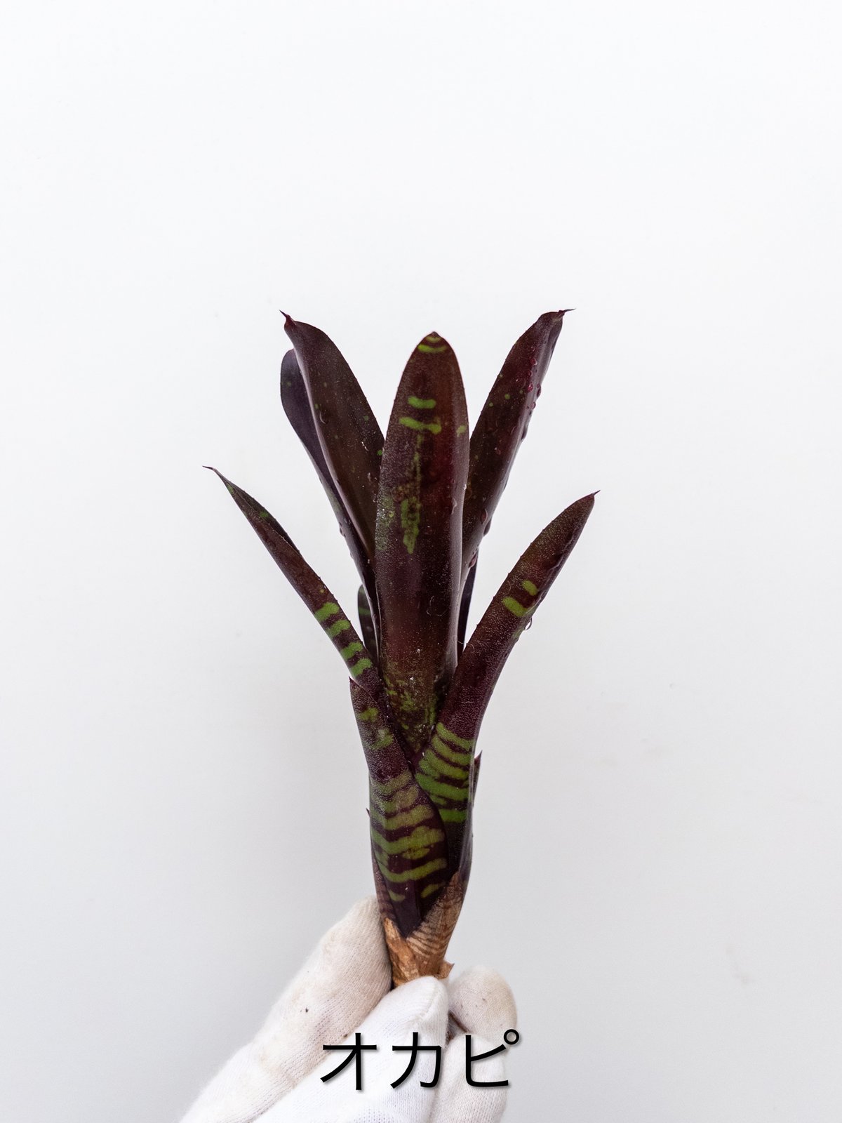 おかぴ う】ネオレゲリア オカピ' 'Okapi' | 村長の直売所