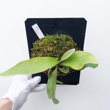CATEGORY Plants | 村長の直売所