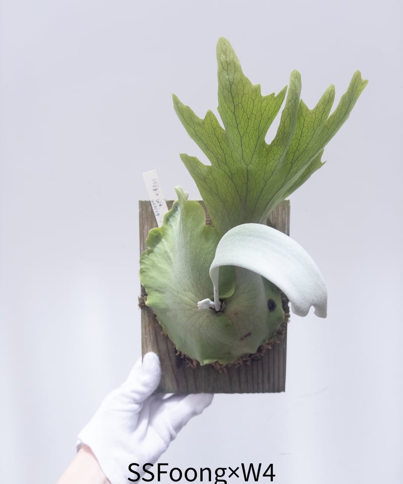 ん】ビカクシダ 胞子培養 ssFoongxW4 ※送料高い | 村長の直売所